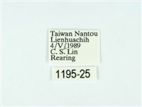 黃肩奇蛾藏品圖，第3張