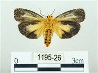 黃肩奇蛾藏品圖，第2張