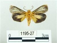 黃肩奇蛾藏品圖，第2張