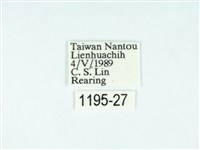 黃肩奇蛾藏品圖，第3張