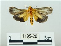 黃肩奇蛾藏品圖，第2張