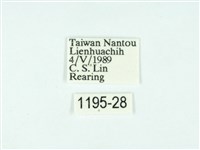 黃肩奇蛾藏品圖，第3張