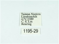 黃肩奇蛾藏品圖，第3張