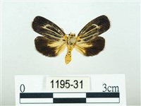 黃肩奇蛾藏品圖，第1張