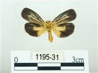 黃肩奇蛾藏品圖，第2張