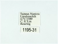 黃肩奇蛾藏品圖，第3張