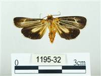 黃肩奇蛾藏品圖，第1張