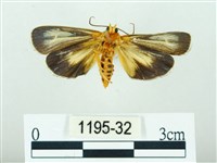 黃肩奇蛾藏品圖，第2張