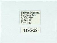 黃肩奇蛾藏品圖，第3張