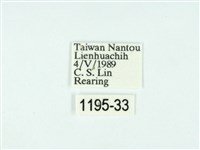 黃肩奇蛾藏品圖，第3張