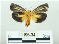 黃肩奇蛾藏品圖，第2張