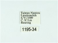 黃肩奇蛾藏品圖，第3張