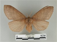 波紋枯葉蛾藏品圖，第1張