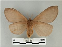 波紋枯葉蛾藏品圖，第2張