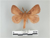 波紋枯葉蛾藏品圖，第1張