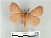 波紋枯葉蛾藏品圖，第2張