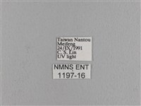 波紋枯葉蛾藏品圖，第3張