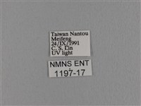 波紋枯葉蛾藏品圖，第3張