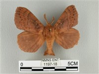 波紋枯葉蛾藏品圖，第1張