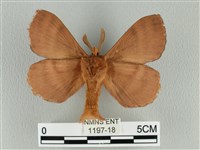 波紋枯葉蛾藏品圖，第2張