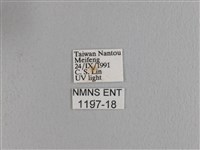 波紋枯葉蛾藏品圖，第3張