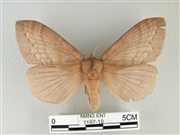 波紋枯葉蛾藏品圖，第1張