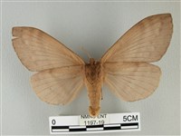 波紋枯葉蛾藏品圖，第2張