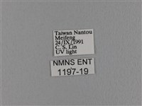 波紋枯葉蛾藏品圖，第3張