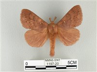 波紋枯葉蛾藏品圖，第1張