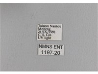 波紋枯葉蛾藏品圖，第3張