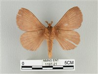 波紋枯葉蛾藏品圖，第2張