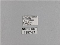 波紋枯葉蛾藏品圖，第3張