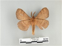 波紋枯葉蛾藏品圖，第2張