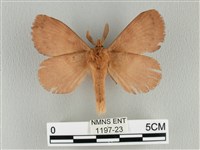 波紋枯葉蛾藏品圖，第2張