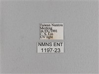 波紋枯葉蛾藏品圖，第3張