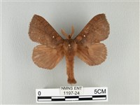 波紋枯葉蛾藏品圖，第1張