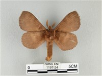 波紋枯葉蛾藏品圖，第2張