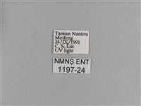 波紋枯葉蛾藏品圖，第3張