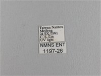 波紋枯葉蛾藏品圖，第3張