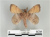 黃斑枯葉蛾藏品圖，第2張