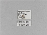 黃斑枯葉蛾藏品圖，第3張