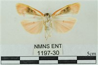 臺雪苔蛾藏品圖，第2張