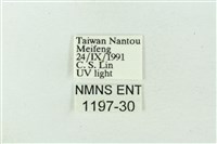 臺雪苔蛾藏品圖，第3張