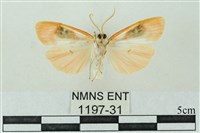 臺雪苔蛾藏品圖，第2張