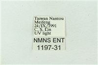 臺雪苔蛾藏品圖，第3張