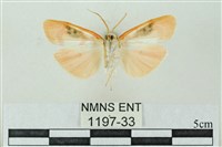 臺雪苔蛾藏品圖，第2張