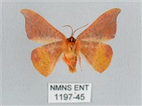 銀端帶鉤蛾藏品圖，第2張