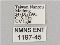 銀端帶鉤蛾藏品圖，第3張