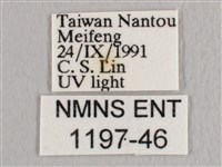 銀端帶鉤蛾藏品圖，第3張