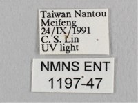 銀端帶鉤蛾藏品圖，第3張